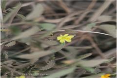 Corchorus urticifolius